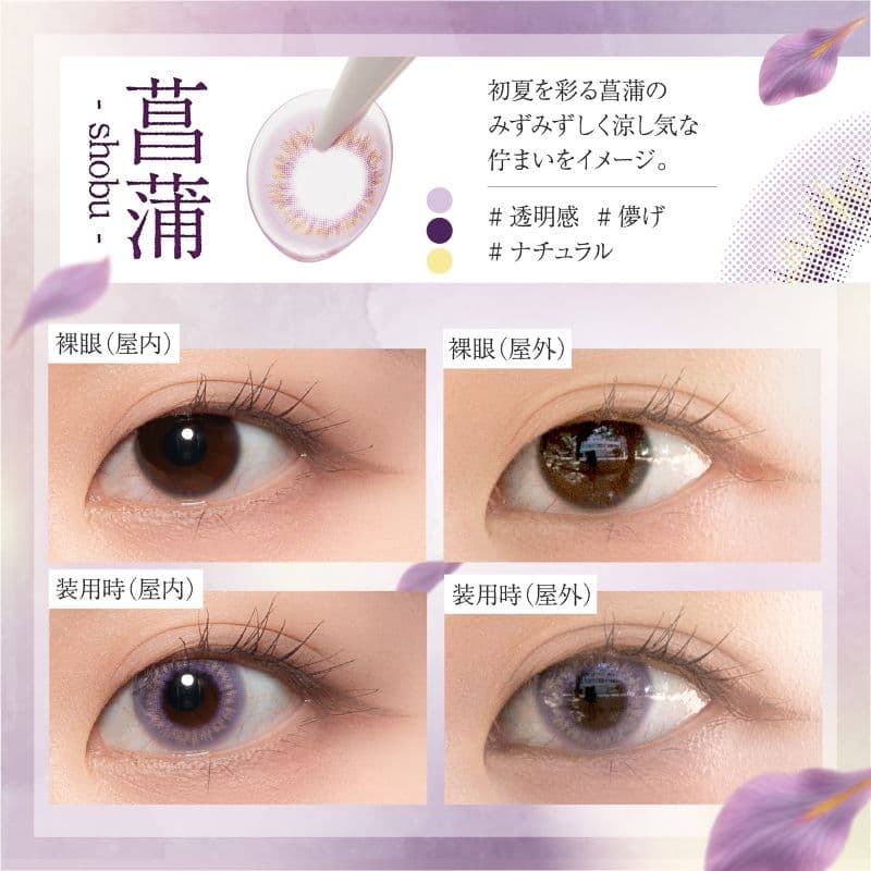 ビショウネンガ ワンデー(美少年画 Bishonenga)10枚入 菖蒲の詳細